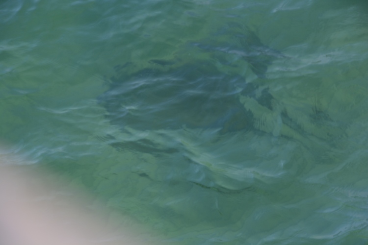 stingray in water at Pampano Beach